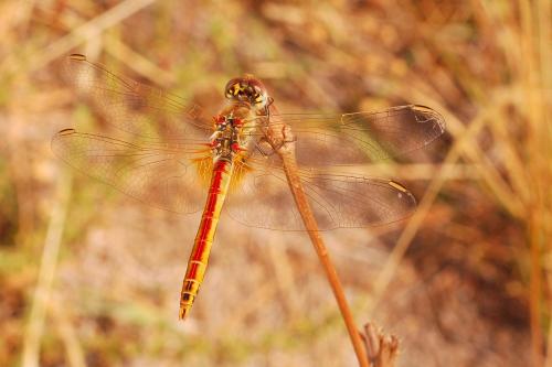 Sympetrum fonscolombii