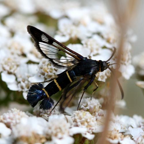 Synanthedon flaviventris
