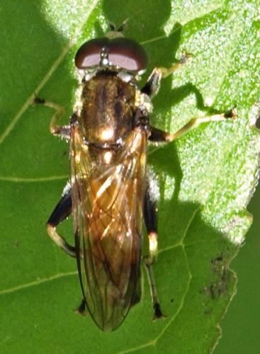 Xylota segnis