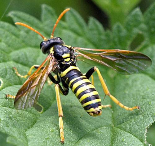 Réf. 23 826 : Tenthredo scrophulariae