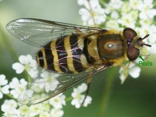 Réf. 23 318 : Syrphus torvus