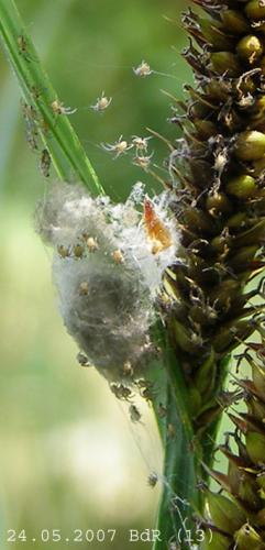 Tetragnatha sp.