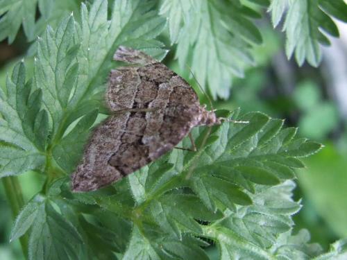 Thera cognata
