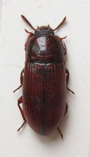 Uloma culinaris