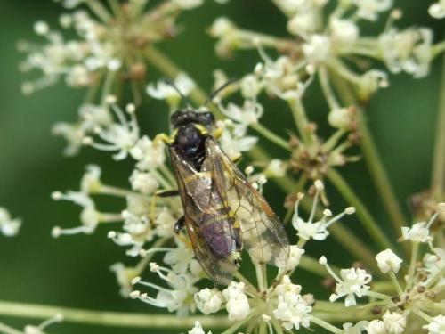 Tenthredo sp.