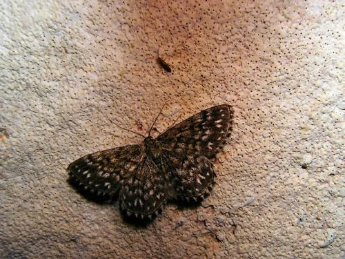 Réf. 23 546 : Scopula tessellaria