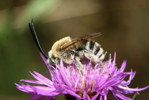 Tetraloniella dentata
