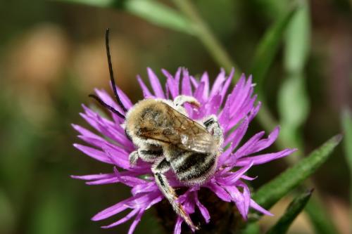 Tetraloniella dentata
