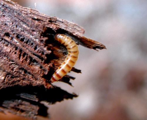 Tribolium madens