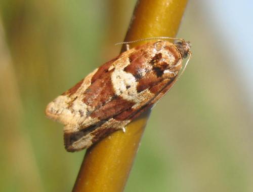 Réf. 23 254 : Argyrotaenia ljungiana