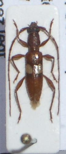 Réf. 23 604 : Micropsyrassa bimaculata