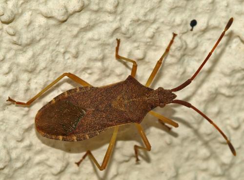Gonocerus acuteangulatus