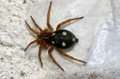 Uroctea durandi
