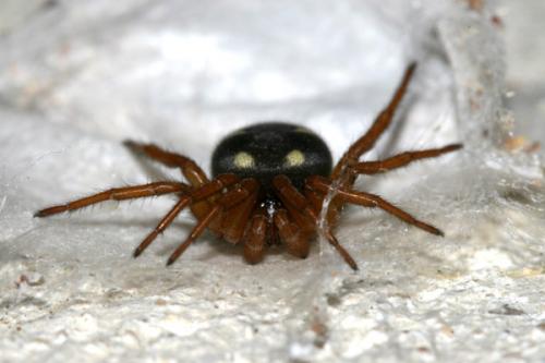 Uroctea durandi