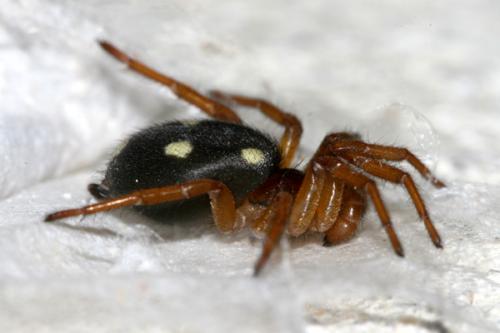 Uroctea durandi