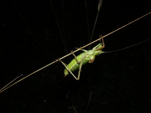 Ephippiger diurnus diurnus