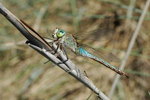 Anax parthenope