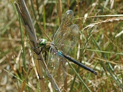 Anax parthenope