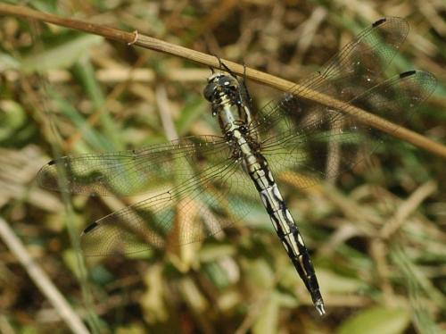 Réf. 23 896 : Orthetrum albistylum