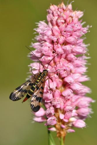 Panorpa sp.