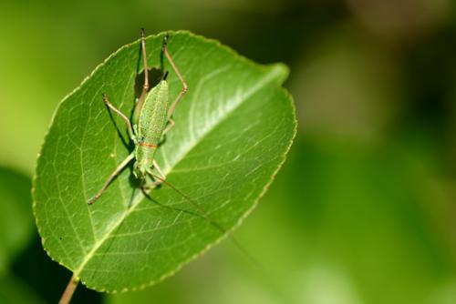 Ephippiger diurnus diurnus