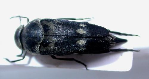 Hoshihananomia gacognei