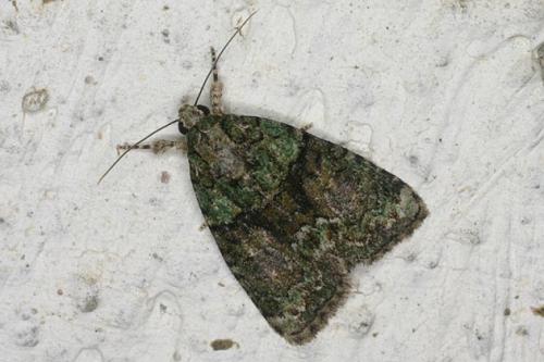 Réf. 23 856 : Cryphia algae