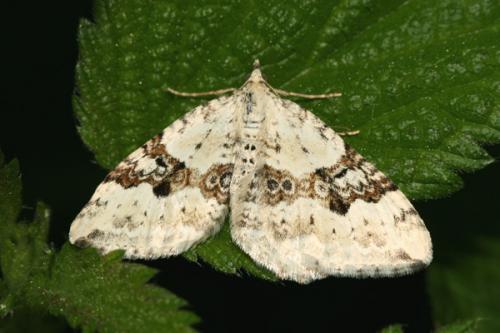 Réf. 23 451 : Xanthorhoe montanata
