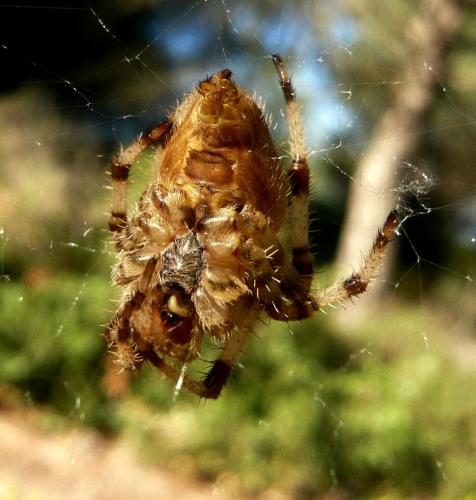 Araneus pallidus