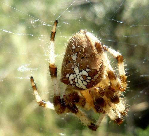 Réf. 23 955 : Araneus pallidus