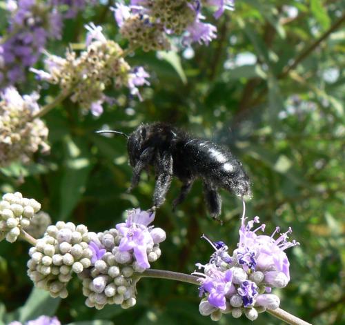 Xylocopa sp.