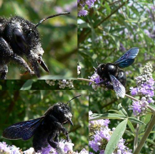 Xylocopa sp.