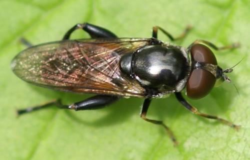 Tropidia scita