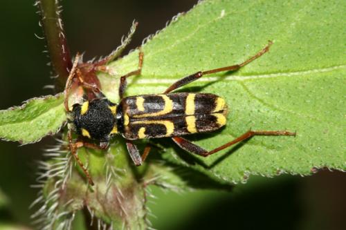 Xylotrechus arvicola