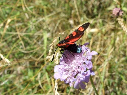 Zygaena sp.