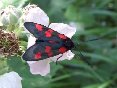 Zygaena sp.
