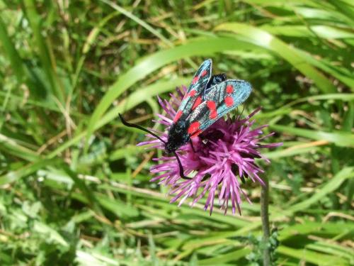 Zygaena filipendulae