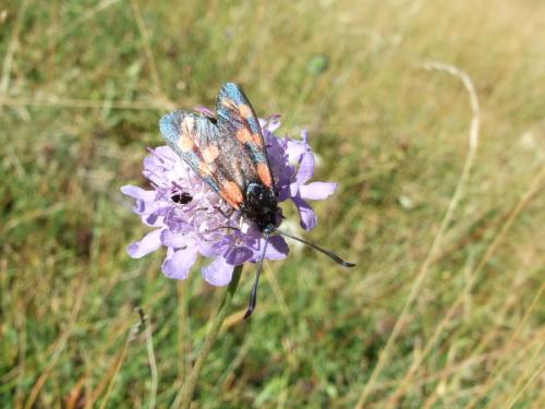Zygaena sp.
