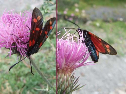 Zygaena filipendulae