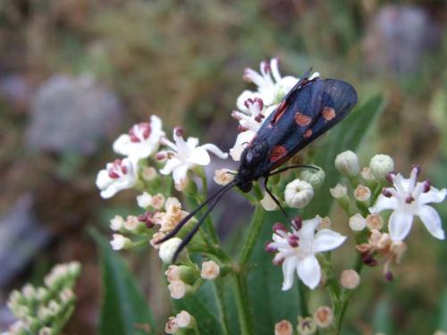 Zygaena sp.