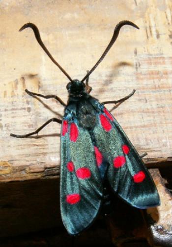 Zygaena filipendulae