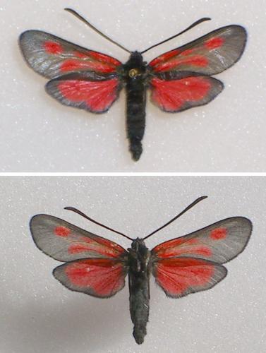 Réf. 23 096 : Zygaena romeo