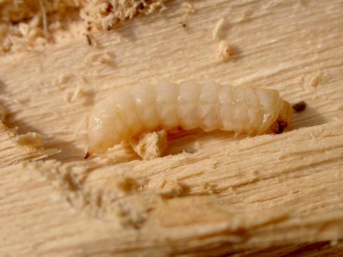 Hoshihananomia gacognei
