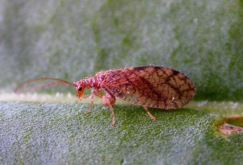 Micromus angulatus