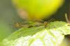 23113 – Photo : jean-claude bernard – France (29)