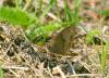 23652 – Photo : jean-claude bernard – France (29)