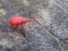 Apion sp.