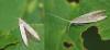 Coleophora sp.