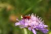 23619 – Photo : Didier DRUART – France (52)