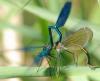 Calopteryx splendens